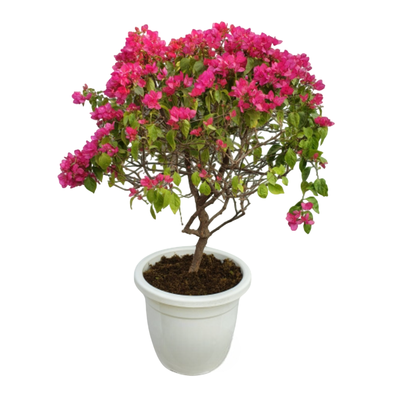 Bougainvillea Pink Flower Plant - 22 Inch - White Pot